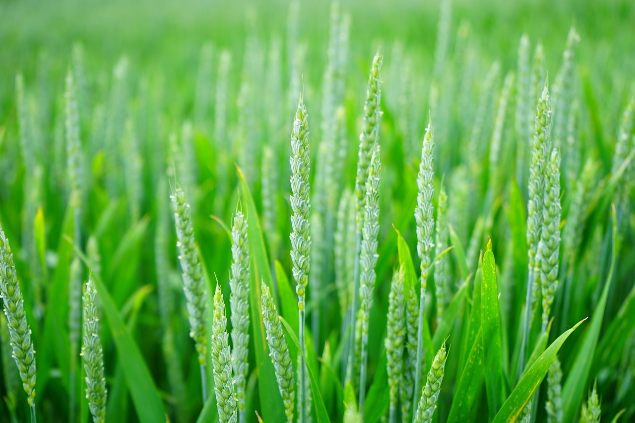 Best Career Options After B.Sc Agriculture